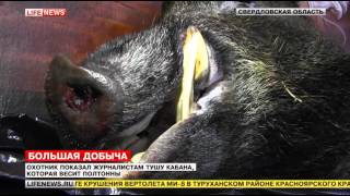 На Урале охотнику удалось завалить гигантского кабана весом в полтонны