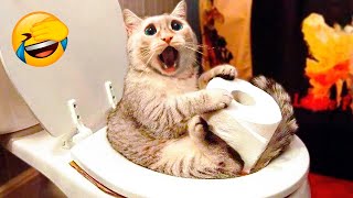 Best Funny Animal Videos 2022 - Funniest And Cute Dogs And Cats Videos