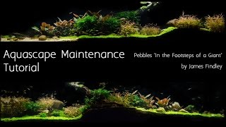 Aquascape Maintenance Tutorial Guide- The Green Machine