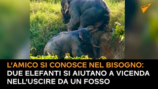 L’amico si conosce nel bisogno: due elefanti si aiutano a vicenda nell’uscire da un fosso