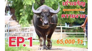 ควายไทยตัวใหญ่มาก เกิดมาเพิ่งเคยเห็น AP7 apidech farm EP. 1