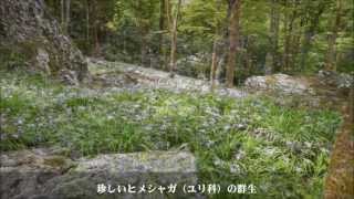 絶滅危惧種の宝庫　五月中旬の岳人の森　ヒメシャガ他2013
