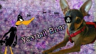 Усатый Влог. Я чуть не съел утку. Снимали попу