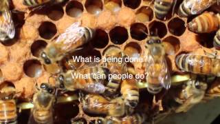 Plan Bee