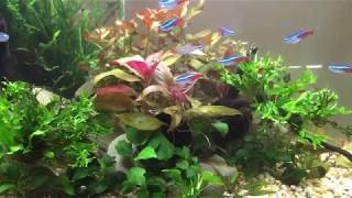 inchpes xnamel ev maqrel akvarium@