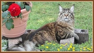 БИОГРАФИЯ КОТИКА ВИЛЛИ