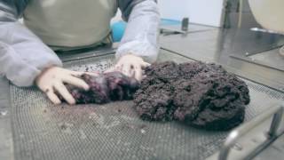 Production de caviar beluga