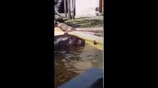 Hippos help duckling escape from pond in zoo