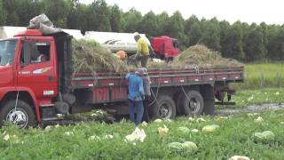 Colheita de melancia em Teixeira de Freitas-BA ( PARTE 1 )