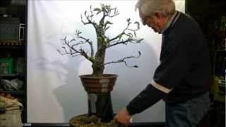 Bonsai (Fagus sylvatica) macotteren (air layer) (1)
