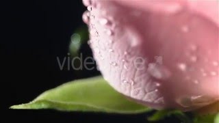 Pink Rose (Background) - After Effects Template