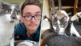 Dog lover transforms into perfect cat dad for paralyzed kitty