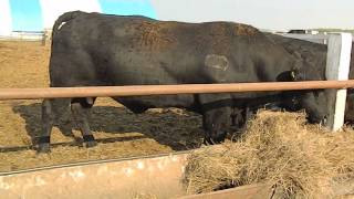 КРС американской  породы Абердин Ангус#ангус #быки#angus#aberdeenangus#bulls