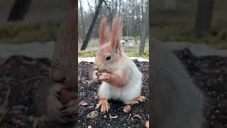 Копия прячет орешек / Copy hides the nut