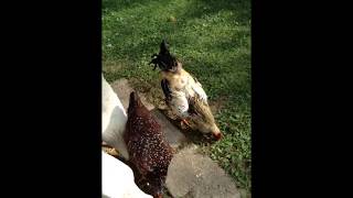 How to tell the difference from hen (female) and rooster (male) (Teen - Adult)