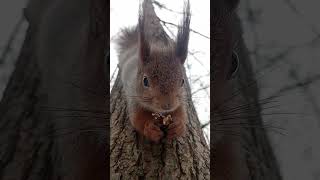 Едим орешек / Eating a nut