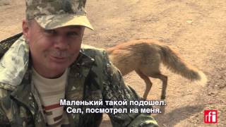 Дикие звери в городе Припять