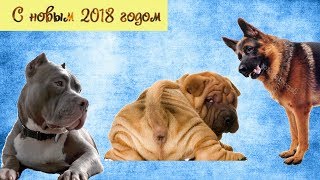Очень смешной анекдот ПРО СОБАК (Новогодний) | Какая порода круче? | Денис Пошлый