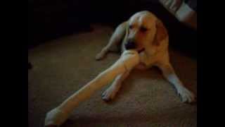 Dog eating bone.