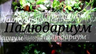 Мои аквариум (840 л.) и палюдариум (360 л.)