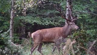 Jelení říje 2017 / Red deer rut / Libavá