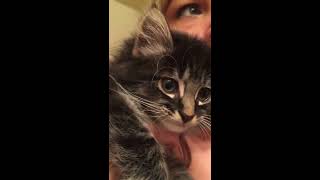 Beautiful kitten Mochi meows in a sweet way.