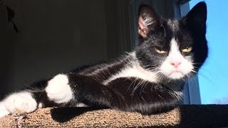 ? Funniest  ? Cats and ? Dogs - Awesome Funny Pet Animals' Life Videos ?