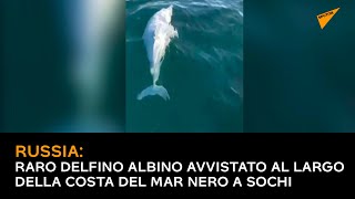 Russia: raro delfino albino avvistato al largo della costa del Mar Nero a Sochi