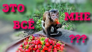 2018.05.11 Обезьяна капуцин Масяня. Хороший урожай. Обезьяна кушает.
