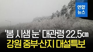 '봄 시샘 눈' 대관령 22.5㎝…강원 중부·산지 대설특보 / 연합뉴스 (Yonhapnews)