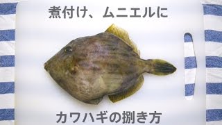 カワハギのさばき方｜カワハギをキレイに捌きたいならこれ