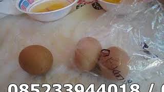 WA Baru 087858337799 Perbedaan Telur Pola Alami Nogososro Sabuk Inten & Telur Pola  Pada Umumnya