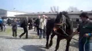 Gudovac--skok