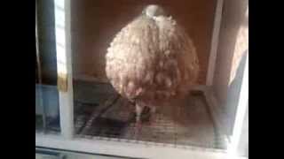 BOULANT GADITANO ABDELMOUMEN 0661 35 11 65 hmam