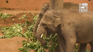 Krohn Conservatory Browse Help Feed the Elephants - Cincinnati Zoo