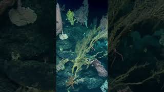 It’s #worldoceansday! Diving at Kingman Reef and Palmyra Atoll to #explore an incredible #ecosystem