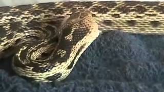Snake Eats Rat Alive 1 of 3