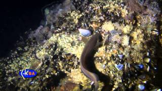Морской налим трехусый. Рыбы Черного моря. Gaidropsarus mediterraneus blenny shore rockling