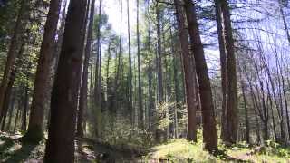Foresta, legno, energia: una filiera DOCUMENTARIO (2014)