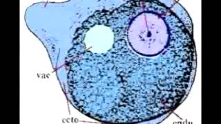 Entamoeba Histolytica