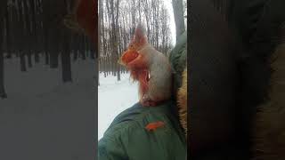 Ушастик с мехом у меня на плече / Ushastik with fur on my shoulder