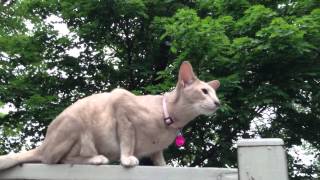Oriental Cat Climbs Fence