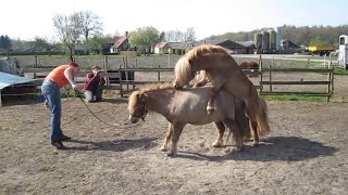 SMALL Horse Mating Process