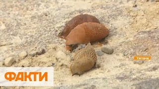 Пожирают все на своем пути: в Украине нашествие рыжих слизняков