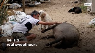 Argentinian man adopts 'sweetheart' wild boar as pet