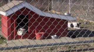 Second Chance Animal Rescue Society