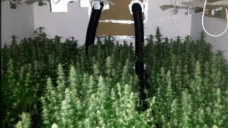 Saisie: 1 millier de plants de cannabis découvert