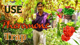 Pheromone Trap to control Insect Pests