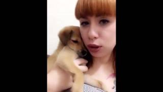 ADOÇÃO DE ANIMAIS!!!