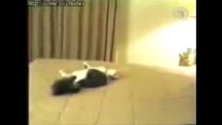 Котик милашка (Аллах акбар) // Смотреть приколы